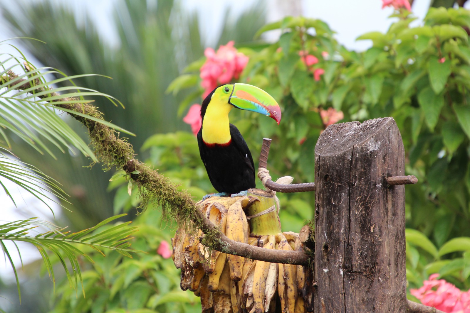 Costa Rica