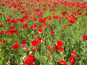 2020-09-14mohn