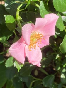 landfrauenrose